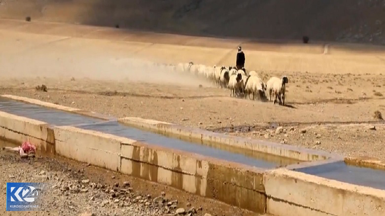 دامداران گلپنار با مشکل کم آبی دست و پنجه نرم می‌کنند